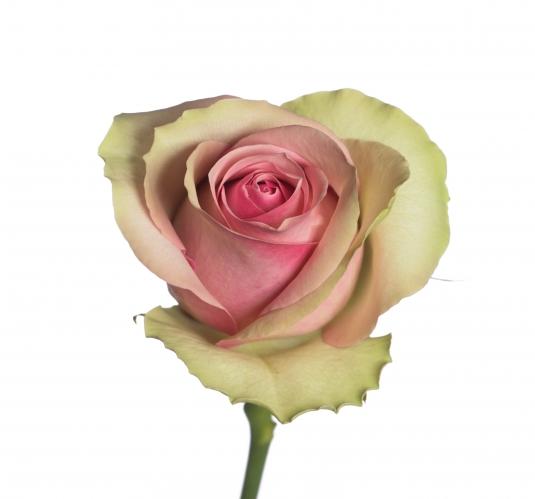Pink Roses